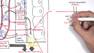 Alcohol Physiology ethanol metabolism and biochemistry [upl. by Anikes472]