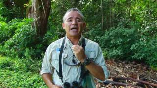 Howler Monkeys of Panama [upl. by Aneger]