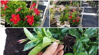 Mandevilla propagation cuttings [upl. by Greggory]