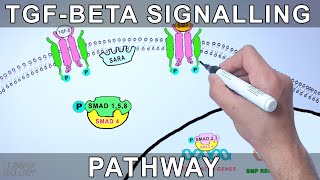 TGF Beta Signalling Pathway [upl. by Wendeline]