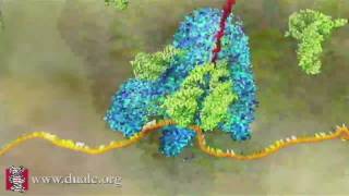 mRNA Translation Advanced [upl. by Marela]