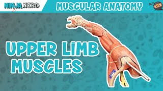 Muscles of the Upper Limb [upl. by Geoffry79]