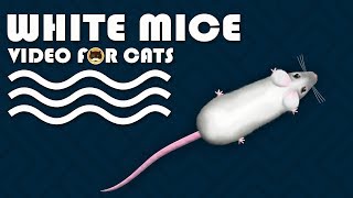 CAT GAMES  Catching White Mice Mouse Video for Cats to Watch  CAT amp DOG TV [upl. by Ahsinra792]