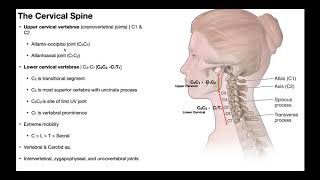 Cervical Lateral Flexion amp Rotation BIOMECHANICS [upl. by Adnofal]