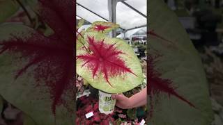 Gardening Tip  Caladium [upl. by Eevets]