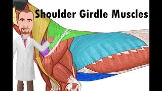 Shoulder Girdle Muscles of the dog [upl. by Nehgem]