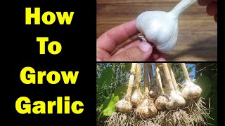 Garlic Growing and Harvesting Guide [upl. by Ahsekal]