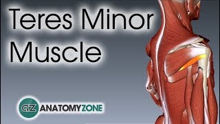 Teres Minor  Muscle Anatomy [upl. by Shakti]