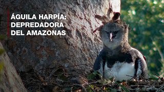 Aguila harpía Depredadora del Amazonas [upl. by Oirevas302]