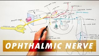 Trigeminal Nerve Anatomy  The Ophthalmic Nerve [upl. by Clawson]