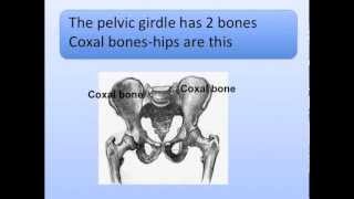 Pectoral and Pelvic Girdles Song Shoulder and Hips [upl. by Festa]