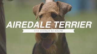 AIREDALE TERRIER FIVE THINGS YOU SHOULD KNOW [upl. by Richard]