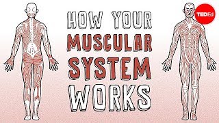 How your muscular system works  Emma Bryce [upl. by Dihgirb]