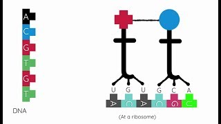 How Protein Synthesis Works [upl. by Yllier817]