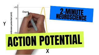 2Minute Neuroscience Action Potential [upl. by Sunev]