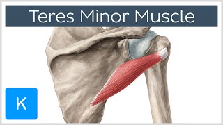 Teres Minor Muscle  Origins amp Action  Human Anatomy  Kenhub [upl. by Fatma]