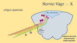 nervios craneales  nervio vago [upl. by Pris]