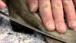 How to Fillet an Atlantic Cod  406 [upl. by Bernardine]