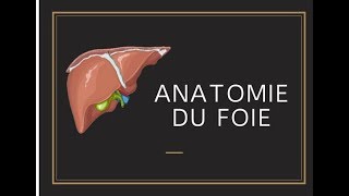 Anatomie du foie [upl. by Bissell995]