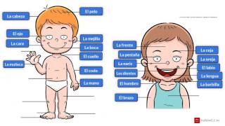 Vocabulario del cuerpo humano español  Vocabulary of the human body spanish [upl. by Domineca]