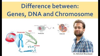 DNA Genes and Chromosome No confusion [upl. by Llednik]