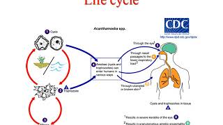 Pathogenic free living amoeba lecture [upl. by Magree]