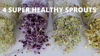 How To Grow Sprouts at Home  4 Super Healthy Sprouts [upl. by Ajnin]