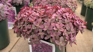 Sedum Sunsparkler® Firecracker Stonecrop  BEST Red Groundcovering Sedum [upl. by Elleinet446]