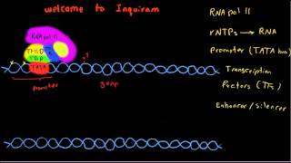 Transcription in eukaryotes [upl. by Yorled254]