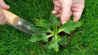 6 Edible Weeds That Are More Nutritious Than Store Bought Veggies [upl. by Novah]