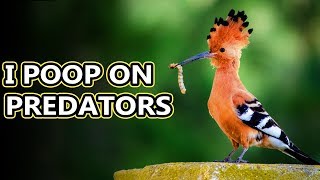 Hoopoe facts birds with stinkin great accuracy  Animal Fact Files [upl. by Nnaitak]