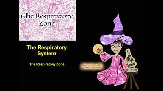 The Respiratory System The Respiratory Zone [upl. by Micro75]