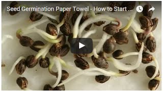 Paper Towel Method to Seed Germination STEP 2 [upl. by Adnof]