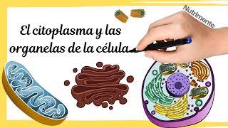 LA CÃ‰LULA EUCARIOTA  Citoplasma y organelas [upl. by Wainwright325]