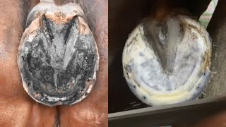 Farrier Hoof Trimming Asmr [upl. by Nahamas705]