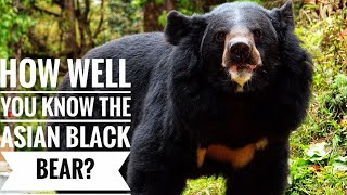 Asian black bear  Description Characteristics and Facts [upl. by Hahnke]