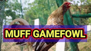 MUFF GAMEFOWL [upl. by Belita]