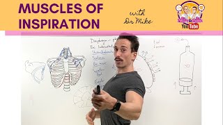 Muscles of Breathing  InspirationInhalation [upl. by Mendez]