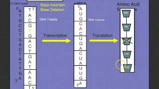 Introduction to Protein Synthesis [upl. by Nashner]