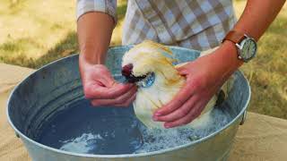 Bathing Show Poultry Chicken Bath and Grooming [upl. by Ymaj]