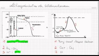 Aktionspotential an Schrittmacherzellen [upl. by Acinyt]