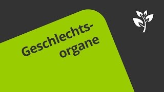 Geschlechtsorgane des Mannes  Überblick  Biologie  Humanbiologie [upl. by Dupaix]