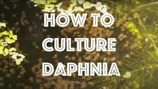 How To Culture Daphnia Magna [upl. by Ylrevaw]