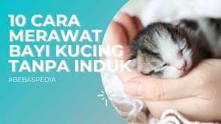 Cara Merawat Anak Kucing Tanpa Induknya [upl. by Anomis193]