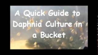 How to culture daphnia outside [upl. by Viva]