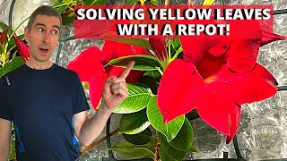 Repotting a large Mandevilla Dipladenia sanderi [upl. by Natal825]