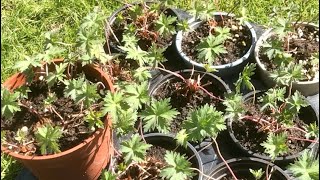 How To Lift And Divide Geraniums Propagating Perennial Geraniums [upl. by Fabrienne]