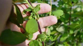 70 Edible Perennials in a Zone 7 Garden  Garden Tour 2019 [upl. by Lectra903]