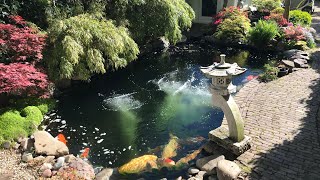 The backyard Koipond of a Koi Addict [upl. by Sheply478]