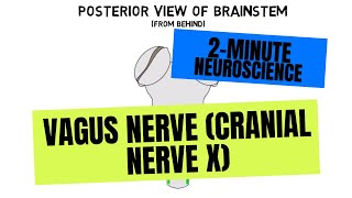 2Minute Neuroscience Vagus Nerve Cranial Nerve X [upl. by Muirhead]